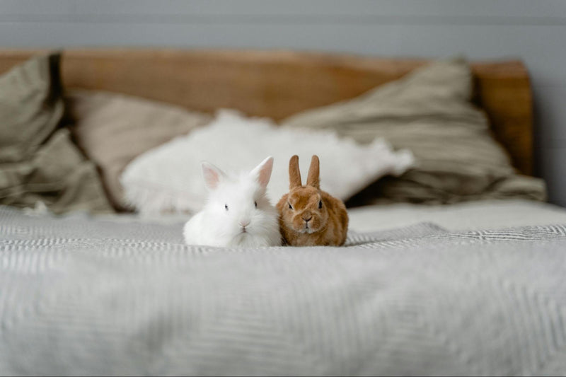 White and Brown Bunnies Sitting on Bed