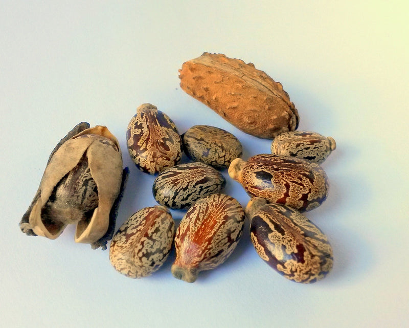 Ricinus communis seeds.