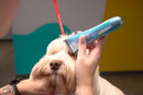 Wahl Professional Motiva2 Cordless Pet Grooming Clipper